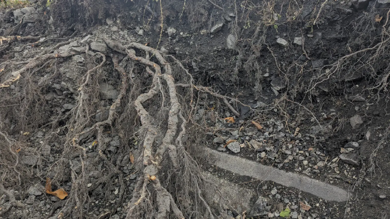 Tree roots that can be seen in loose soil.